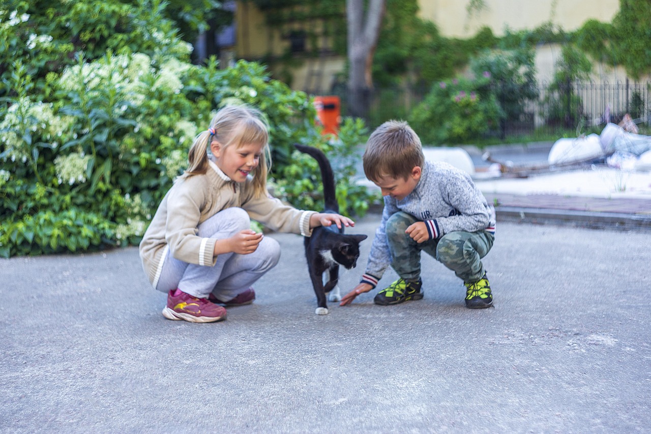 découvrez les aventures captivantes d'un chat intrépide, explorant chaque recoin avec curiosité et audace.