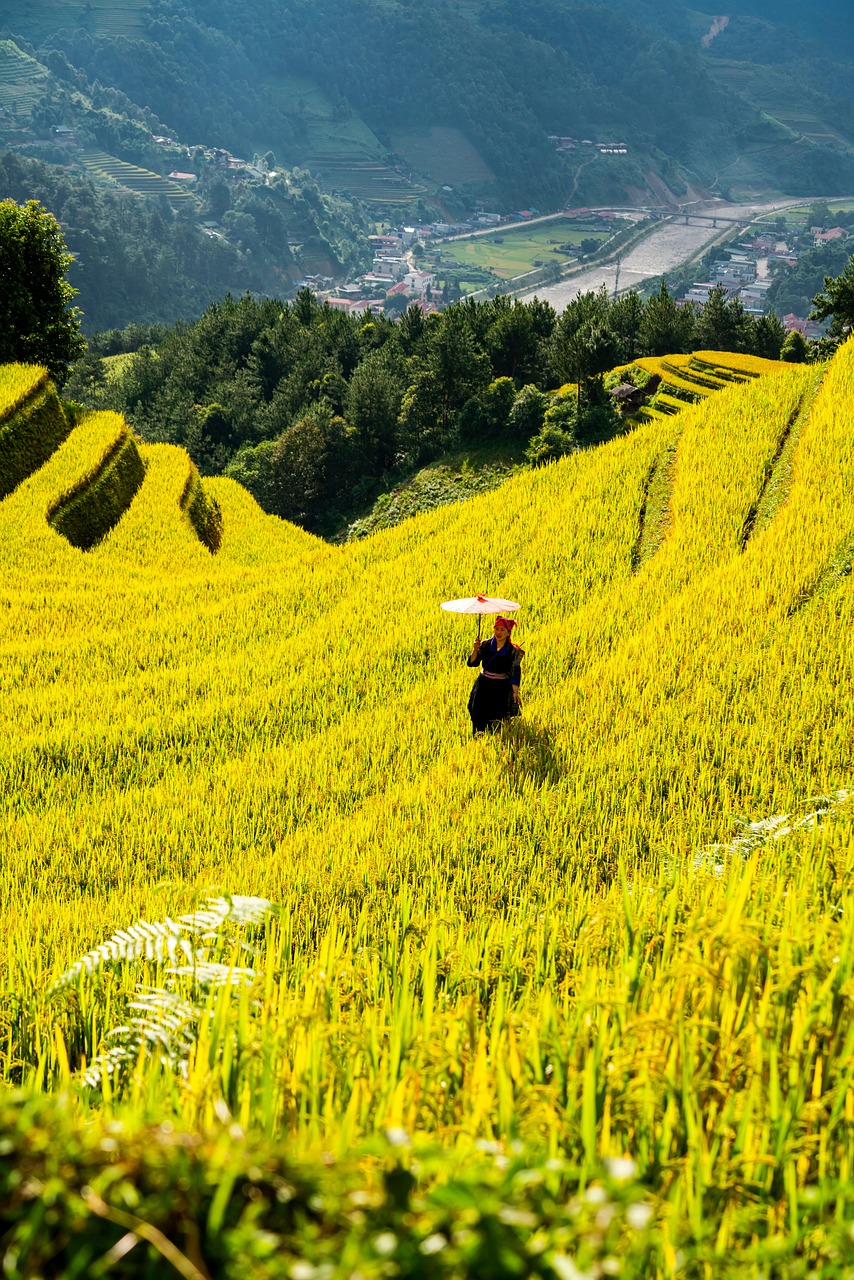 découvrez les dernières actualités, techniques et innovations en agriculture pour optimiser vos récoltes et promouvoir une agriculture durable.