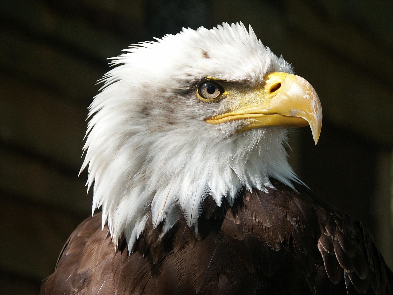 découvrez les initiatives et efforts de conservation dédiés à l'aigle de bonelli pour préserver cette espèce majestueuse et son habitat naturel.
