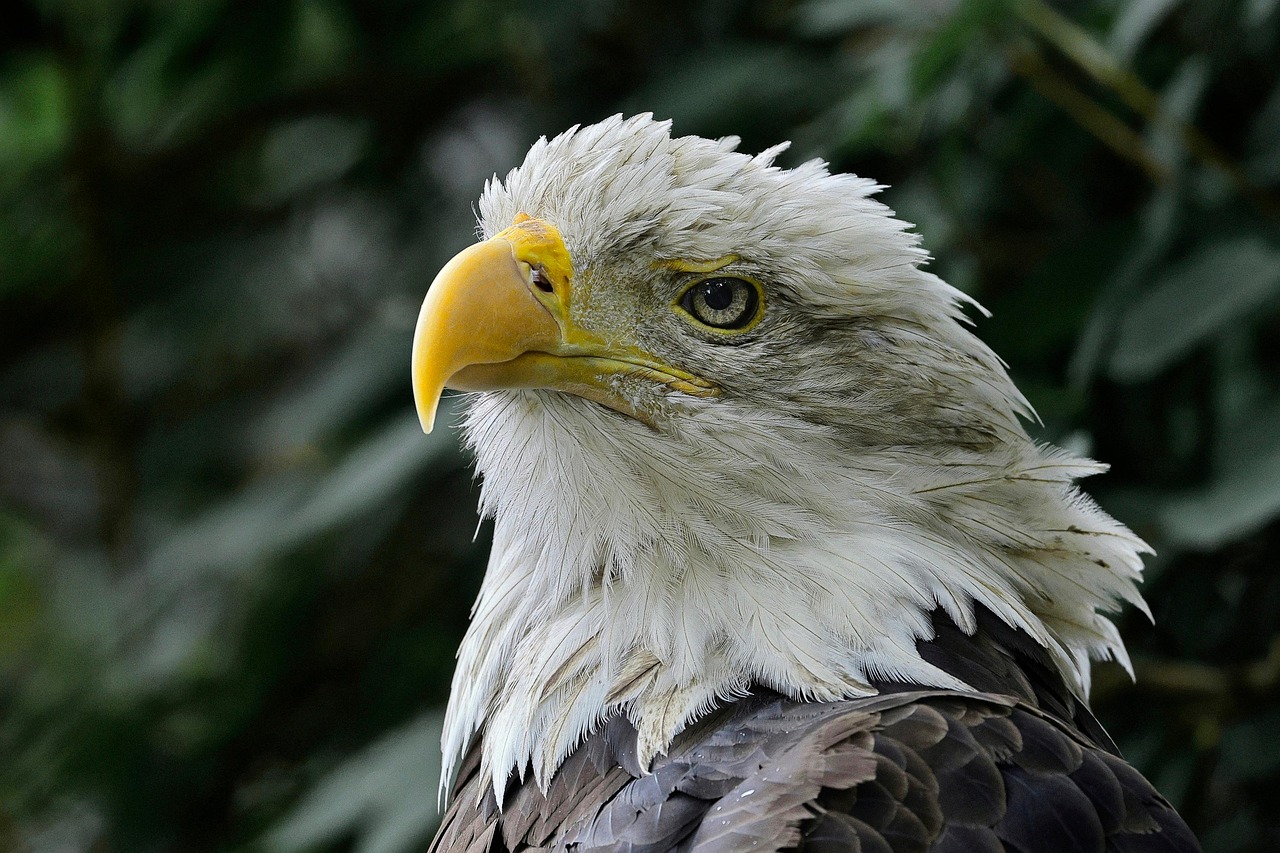 découvrez les efforts de conservation de l'aigle de bonelli, une espèce majestueuse menacée, et comment protéger son habitat naturel pour assurer sa survie.