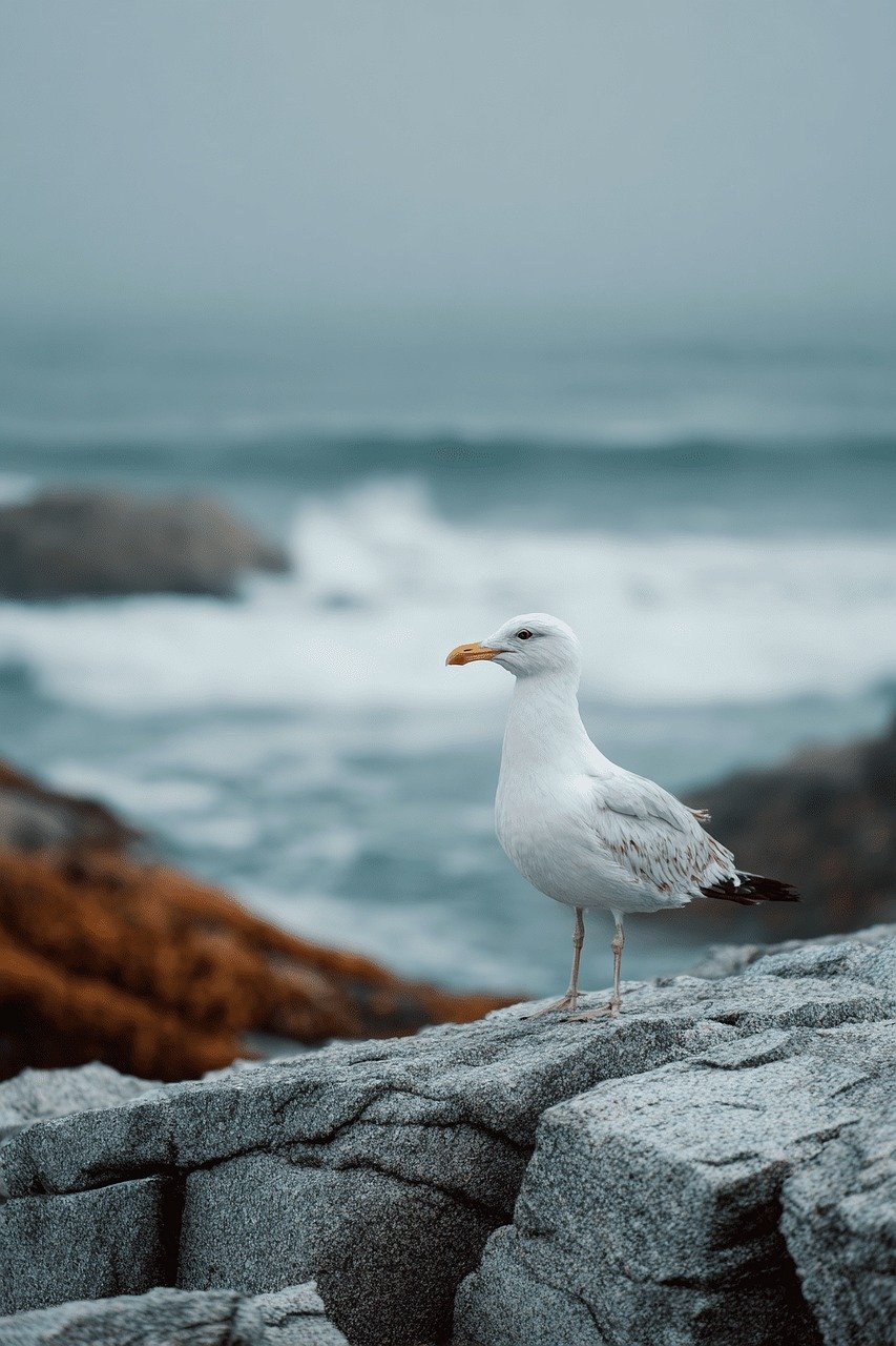 surveillance côtière : suivi et analyse des écosystèmes marins pour protéger les zones littorales et anticiper les risques naturels.