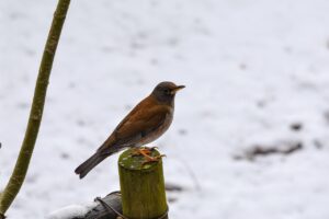 Après les tempêtes Nils et Pedro : quelles forêts de l’Hérault sont à nouveau accessibles pour vos balades ?