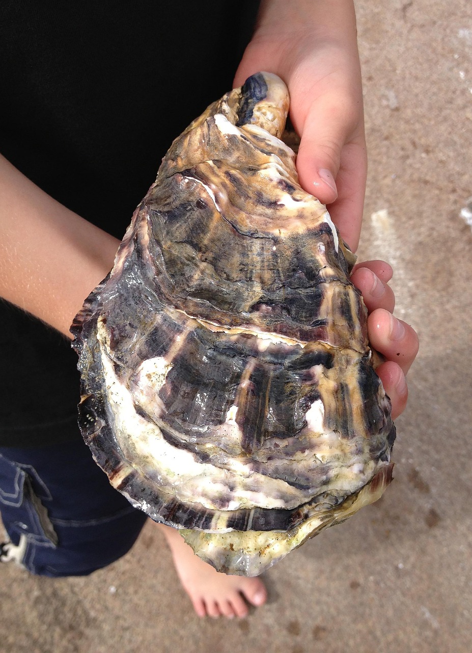 découvrez le métier des ostréiculteurs, passionnés par l'élevage des huîtres pour offrir un produit de qualité, respectueux de l'environnement marin.