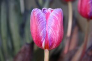 Licenciement contesté : une salariée reproche une liaison cachée et concurrence déloyale, mais condamnée à verser 50 000 euros