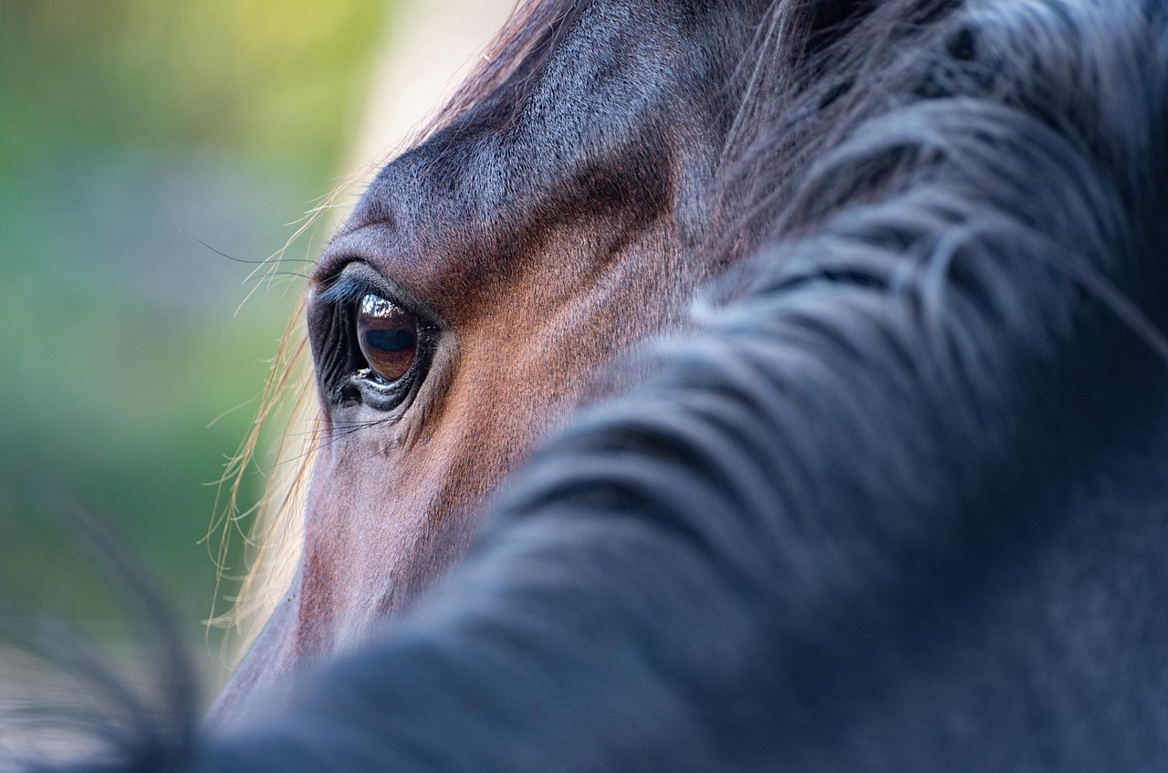 découvrez la médiation équine, une méthode innovante qui utilise le cheval pour améliorer la communication, renforcer les relations et favoriser le bien-être personnel et professionnel.
