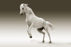 « Travailler avec les chevaux, un reflet de nos émotions » : elle inaugure sa nouvelle aventure en médiation équine