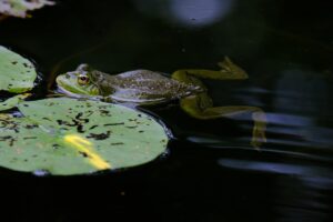 LPO innove : un sauvetage inédit des grenouilles face au danger des voitures