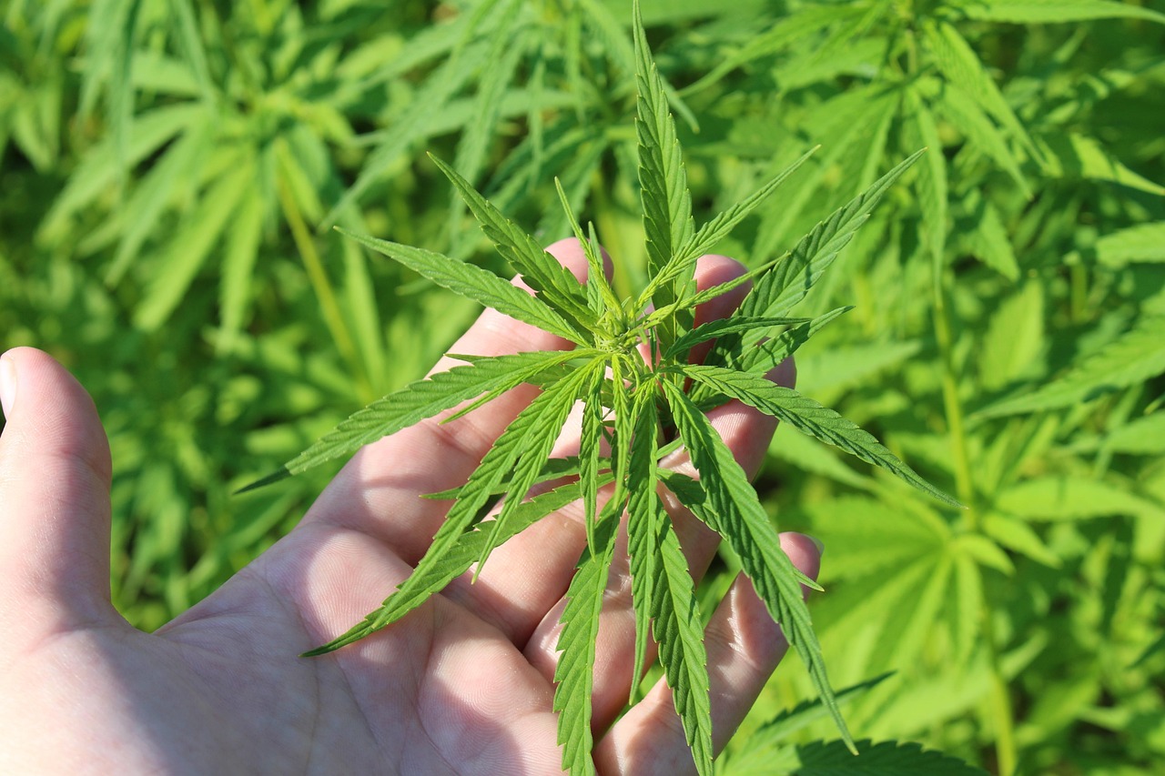 découvrez les enjeux du trafic de cannabis : impact social, législation en vigueur, et mesures de lutte contre ce commerce illégal.