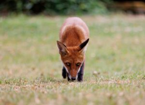 Hérault : Faut-il cesser la chasse au renard pour mieux contrôler la prolifération des populations de lapins ?