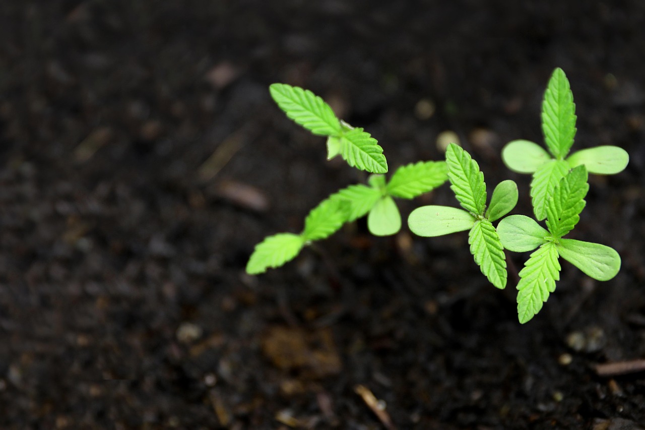 découvrez les risques et les conséquences liés à une ferme de cannabis illégale, ainsi que les actions des autorités pour lutter contre ce phénomène.