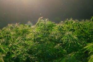 Hérault : découverte d’une maison convertie en serre illégale avec 90 plants et 2 kg de cannabis saisis