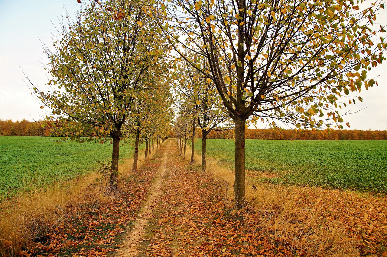 découvrez les causes, les dangers et les solutions liées aux arbres tombés. conseils pour la prévention et l'entretien forestier après une chute d'arbre.