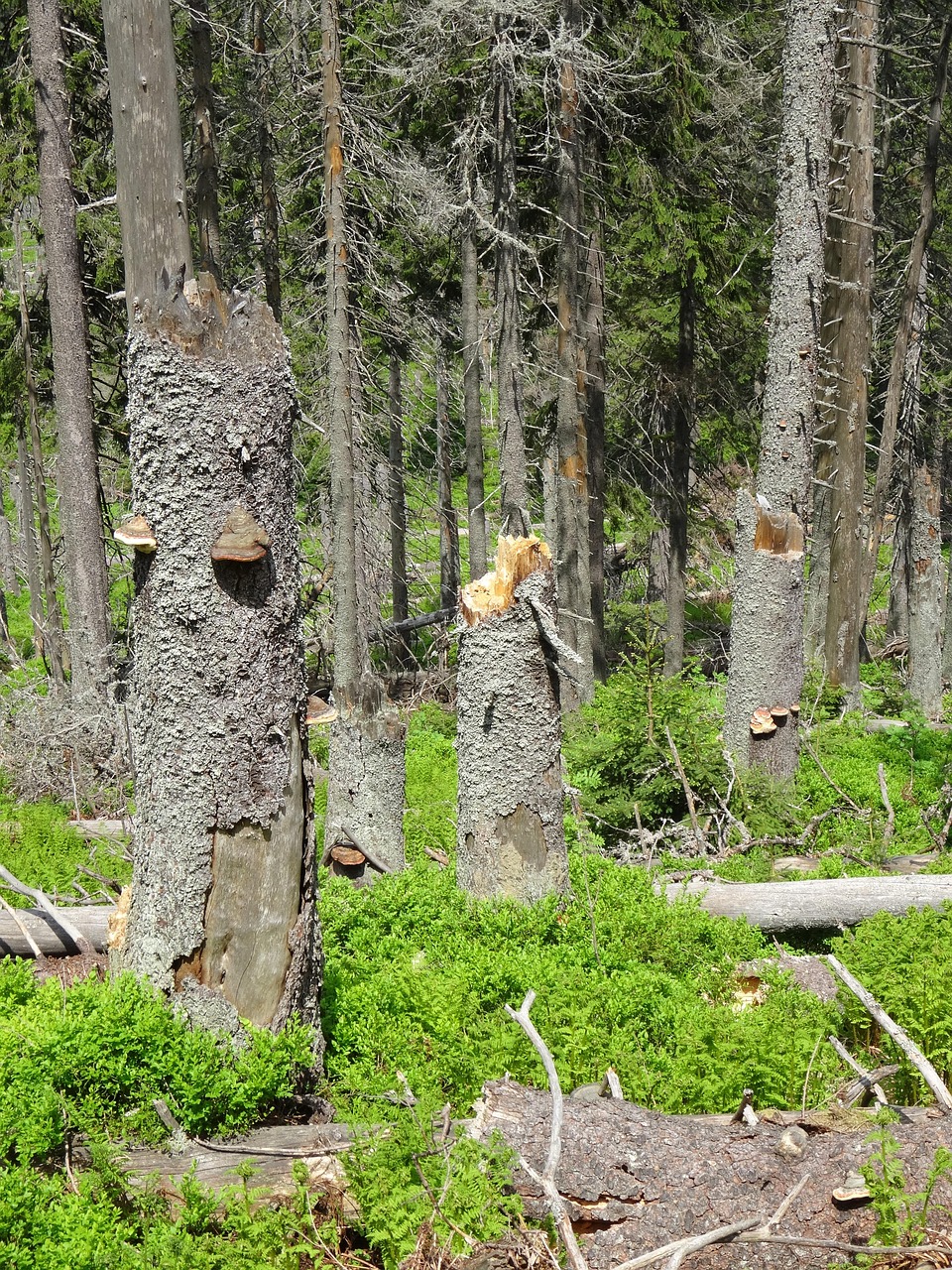 découvrez comment gérer et enlever les arbres tombés en toute sécurité. conseils pratiques pour prévenir les dommages et restaurer votre jardin efficacement.