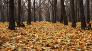 Des arbres abattus qui compliquent sérieusement la situation” : le chef des pompiers de l’Hérault tire la sonnette d’alarme