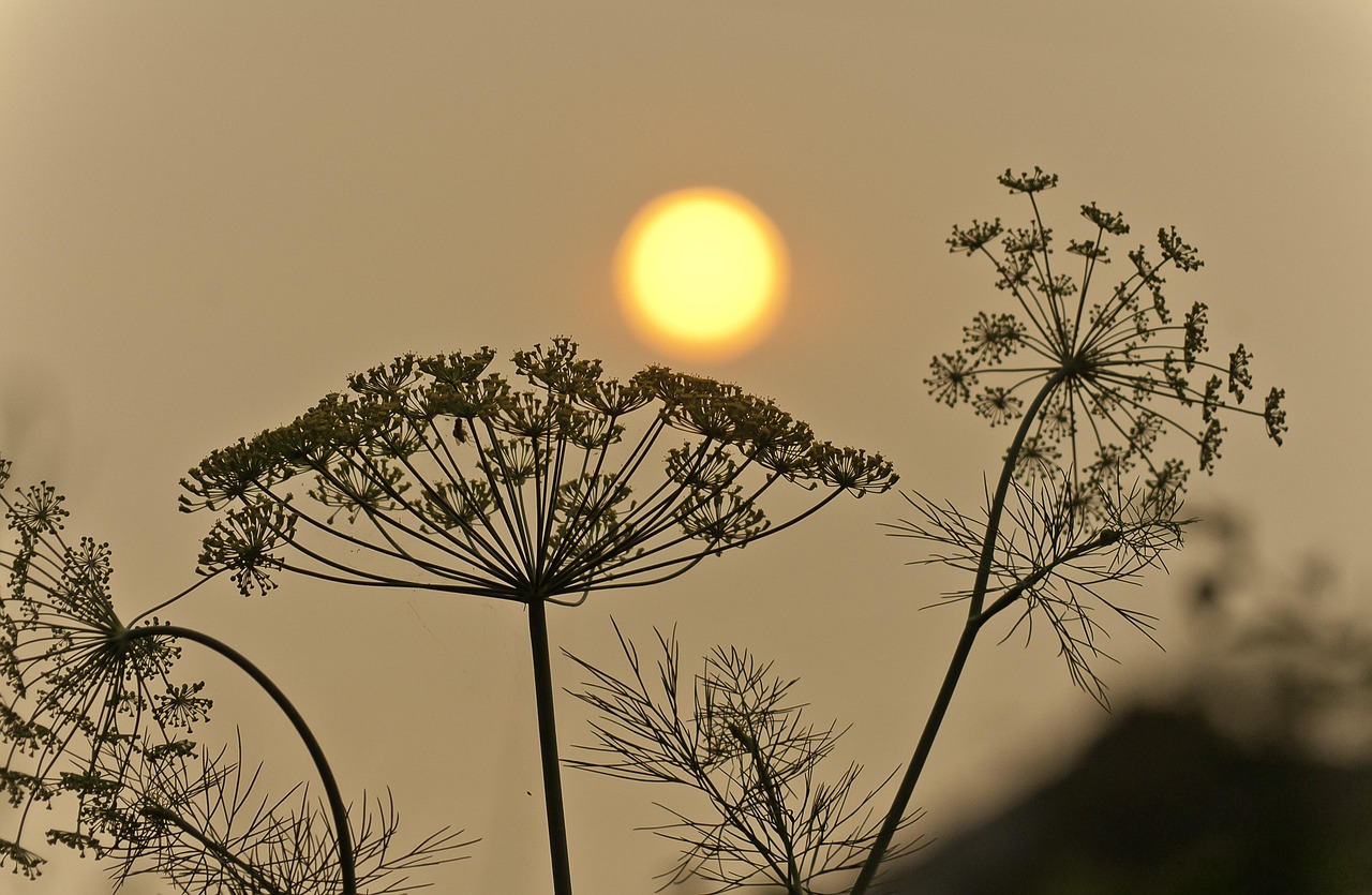 découvrez tout ce qu'il faut savoir sur les feux de forêt : causes, prévention, impacts environnementaux et mesures de sécurité pour protéger les populations et les écosystèmes.